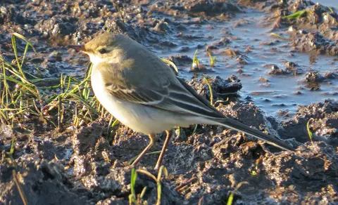 Eastern Yellow Wagtail (Motacilla tschutschensis) — photo 2 of 4