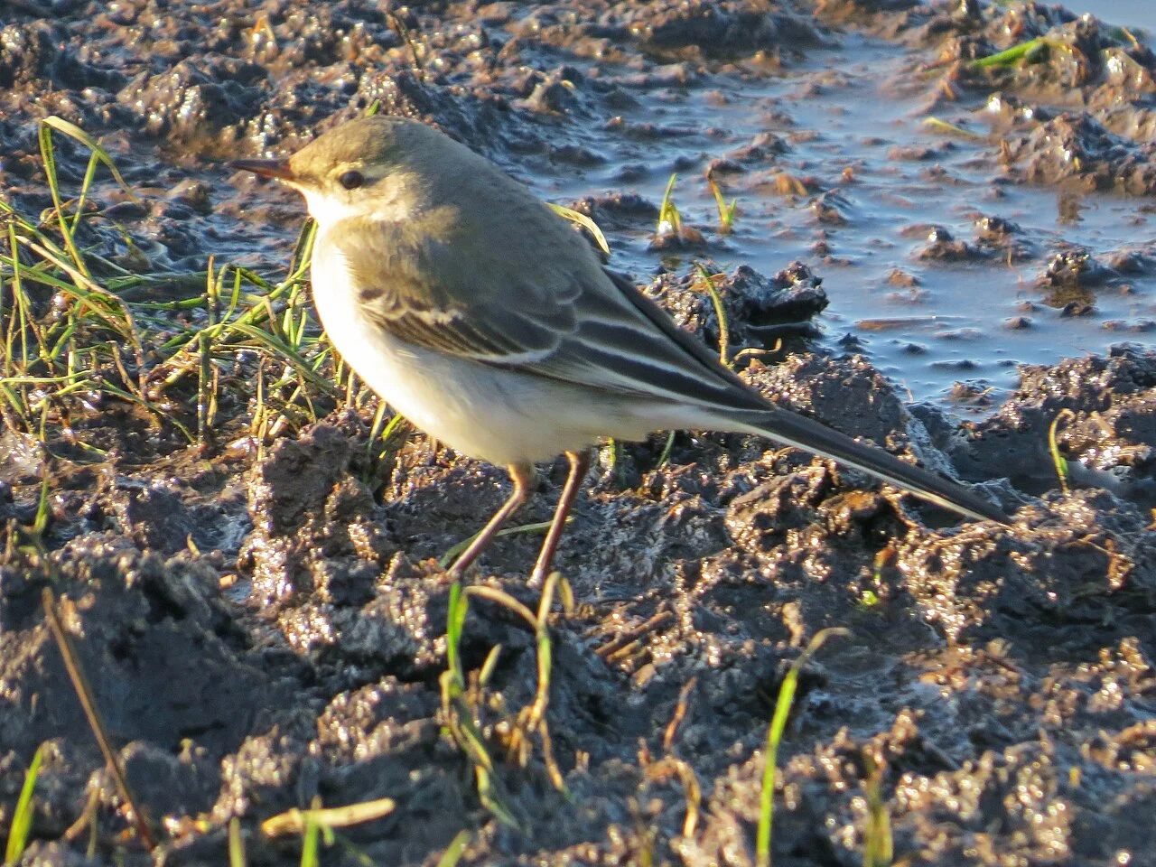 Eastern Yellow Wagtail (Motacilla tschutschensis) — photo 2 of 4