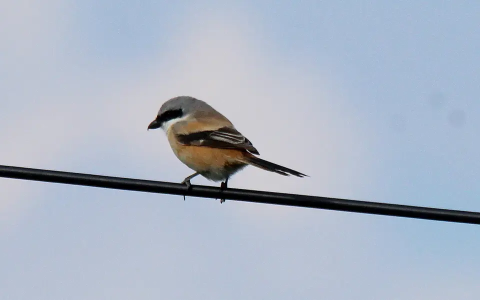 Long-tailed Shrike (Lanius schach) — photo 6 of 8