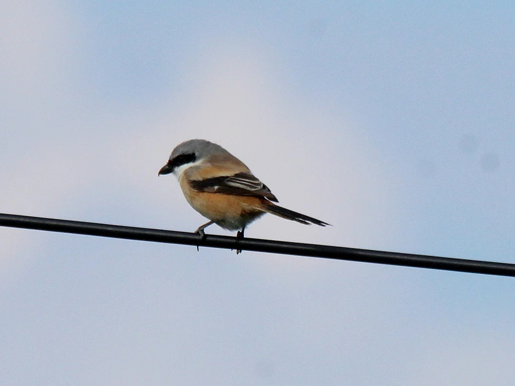 Long-tailed Shrike (Lanius schach) — photo 6 of 8