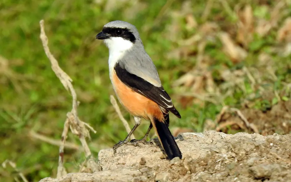 Long-tailed Shrike (Lanius schach) — photo 1 of 8