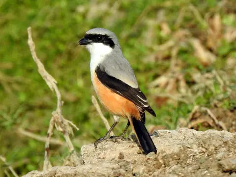 Long-tailed Shrike