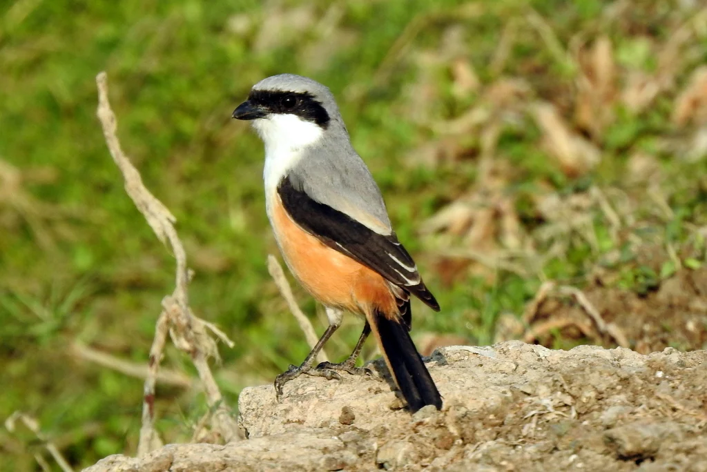 Long-tailed Shrike (Lanius schach) — photo 1 of 8