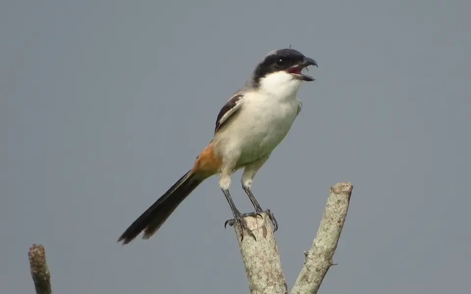 Long-tailed Shrike (Lanius schach) — photo 7 of 8