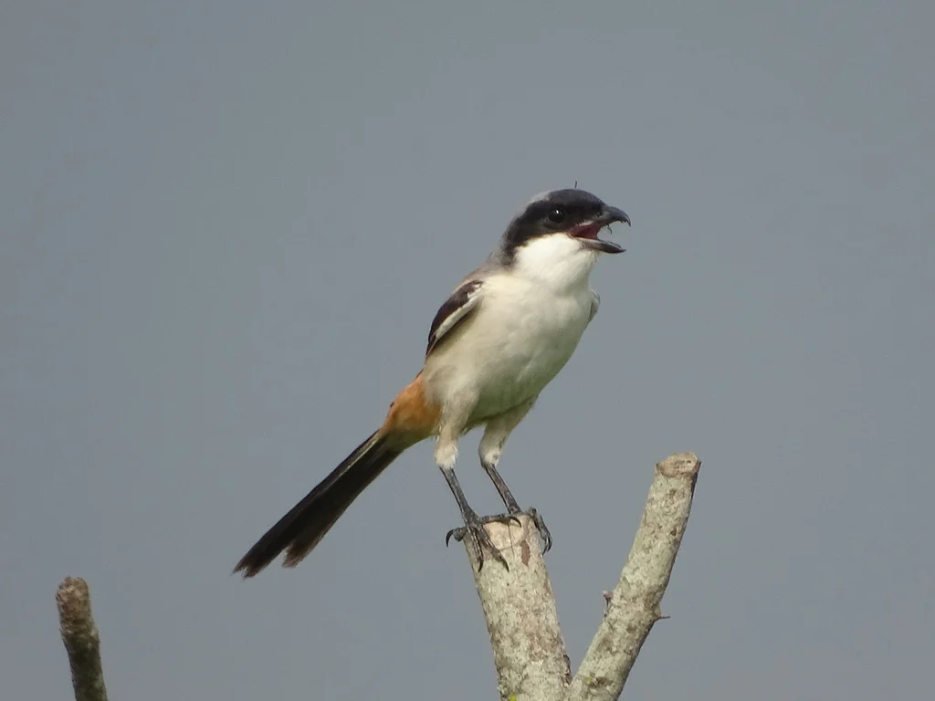 Long-tailed Shrike (Lanius schach) — photo 7 of 8