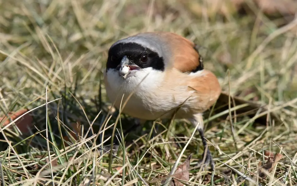Long-tailed Shrike (Lanius schach) — photo 8 of 8