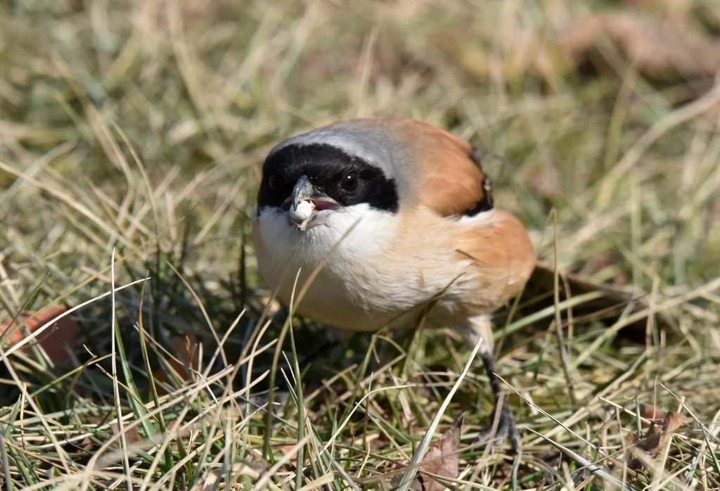 Long-tailed Shrike (Lanius schach) — photo 8 of 8