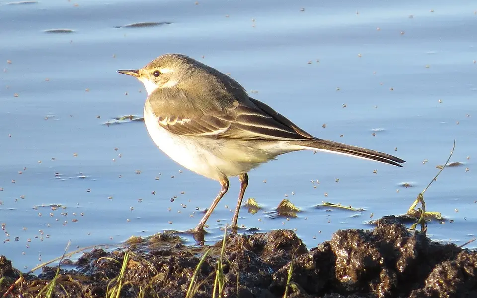 Eastern Yellow Wagtail (Motacilla tschutschensis) — photo 3 of 4
