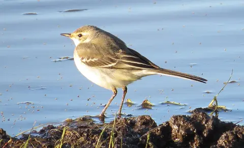 Eastern Yellow Wagtail (Motacilla tschutschensis) — photo 3 of 4