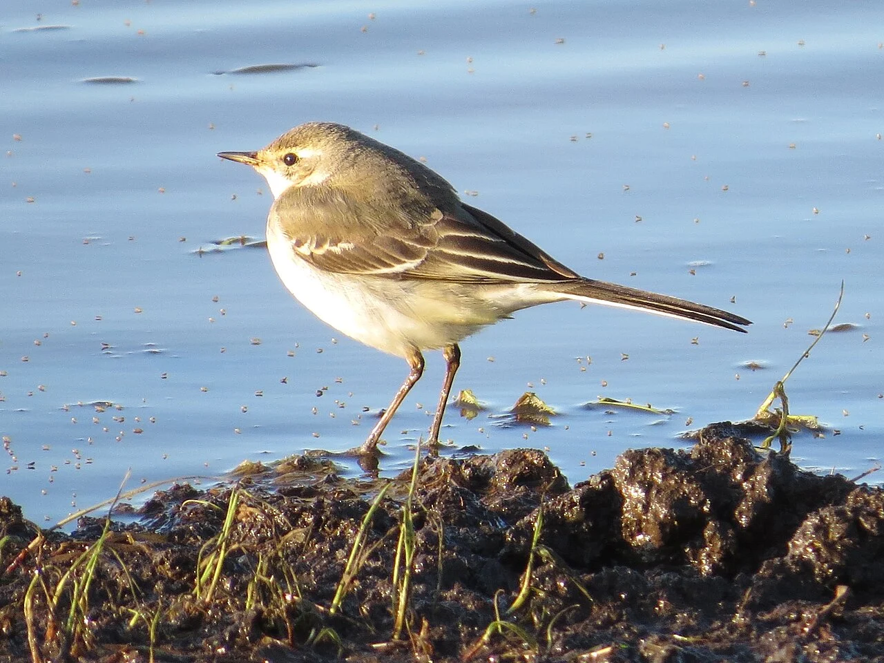 Eastern Yellow Wagtail (Motacilla tschutschensis) — photo 3 of 4