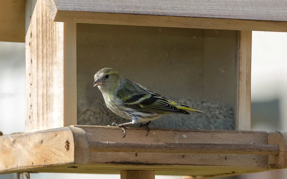 Eurasian Siskin (Spinus spinus) — photo 5 of 5