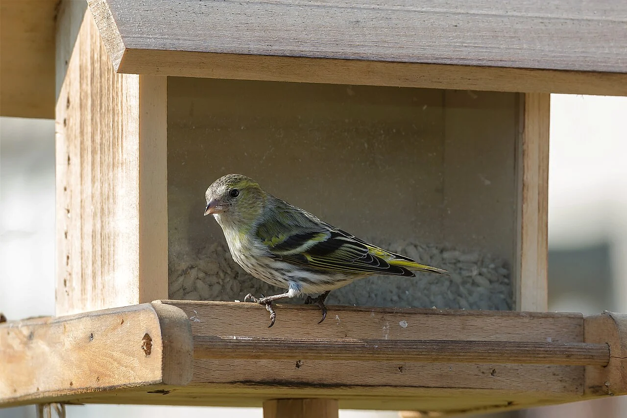 Eurasian Siskin (Spinus spinus) — photo 5 of 5
