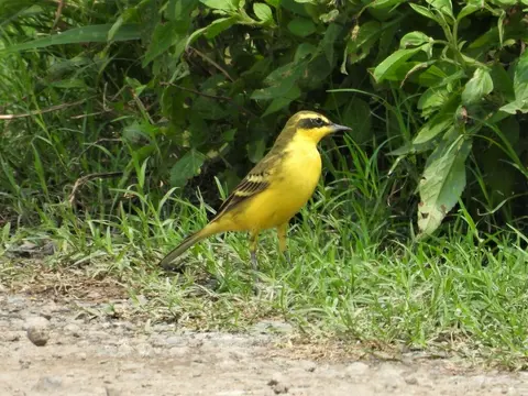 Eastern Yellow Wagtail