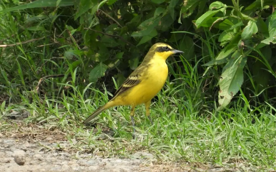 Eastern Yellow Wagtail (Motacilla tschutschensis) — photo 1 of 4