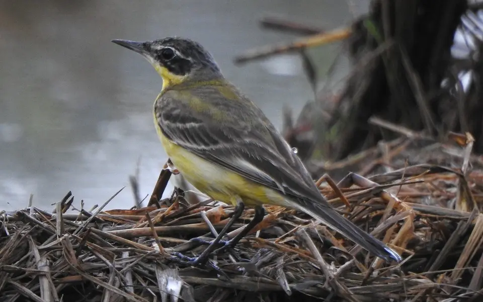 Eastern Yellow Wagtail (Motacilla tschutschensis) — photo 4 of 4