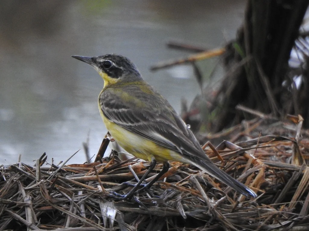 Eastern Yellow Wagtail (Motacilla tschutschensis) — photo 4 of 4