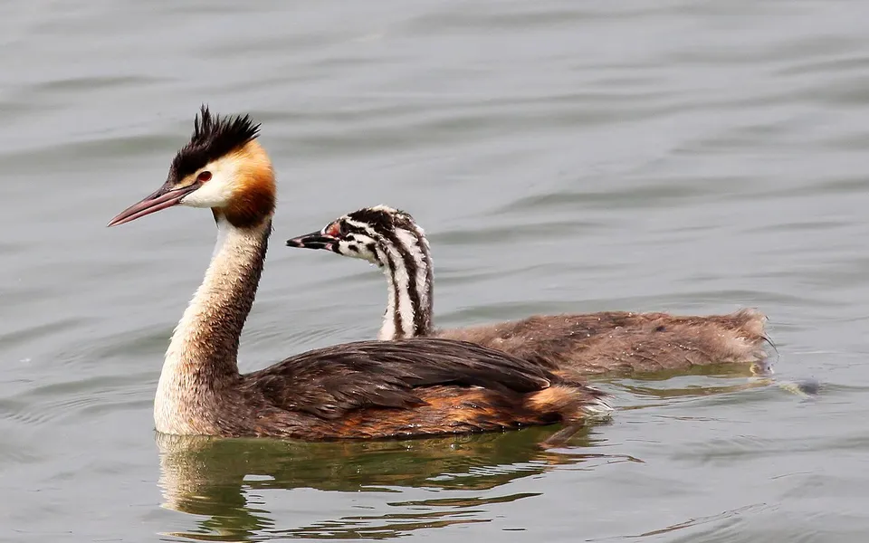 Great Crested Grebe (Podiceps cristatus) — photo 5 of 5