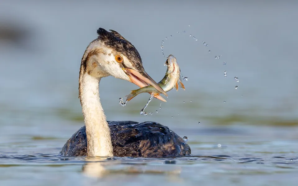 Great Crested Grebe (Podiceps cristatus) — photo 3 of 5