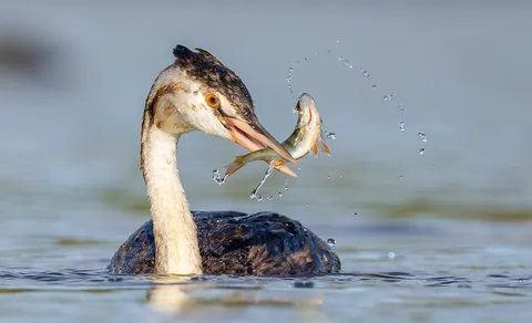 Great Crested Grebe (Podiceps cristatus) — photo 3 of 5