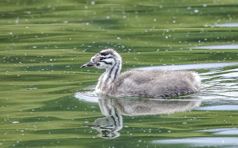 Great Crested Grebe (Podiceps cristatus) — photo 4 of 5