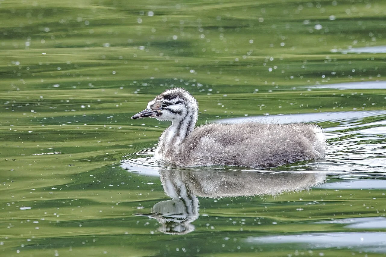 Great Crested Grebe (Podiceps cristatus) — photo 4 of 5