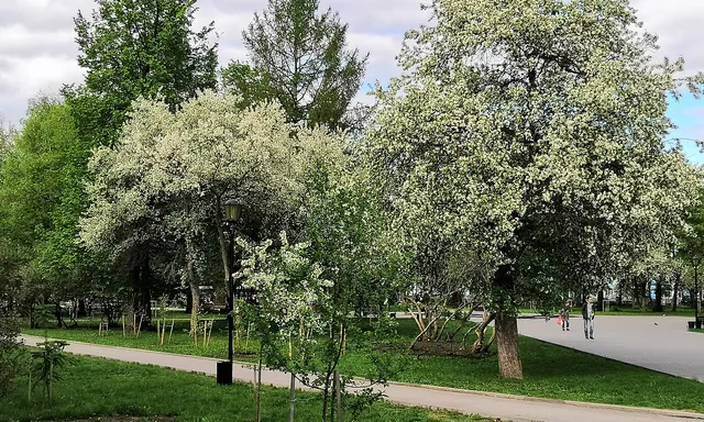 Teatralnyy skver, Novosibirsk Oblast