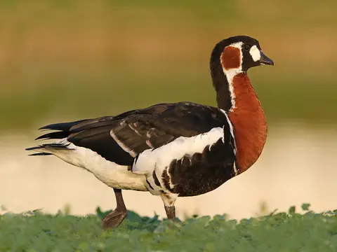 Red-breasted Goose