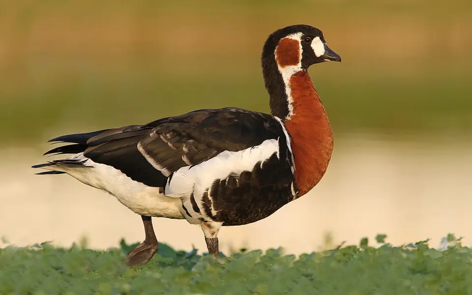 Red-breasted Goose (Branta ruficollis) — photo 1 of 4
