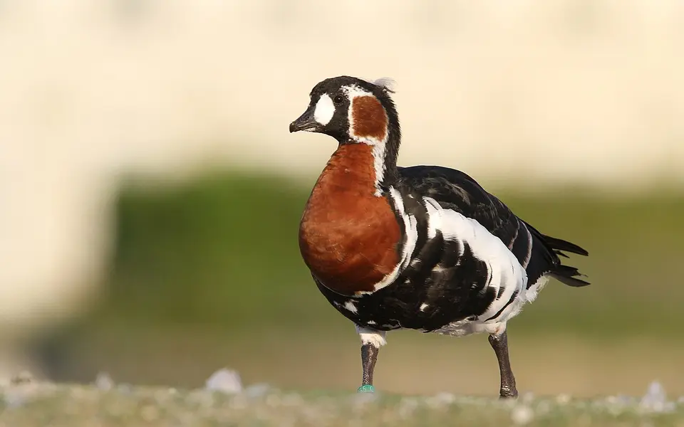 Red-breasted Goose (Branta ruficollis) — photo 4 of 4