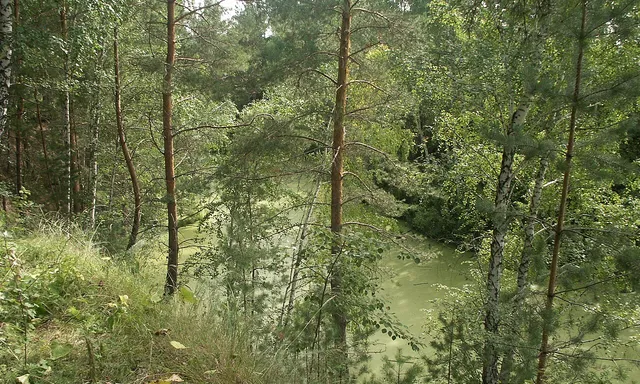 Berdskaya Lesnaya Dacha
