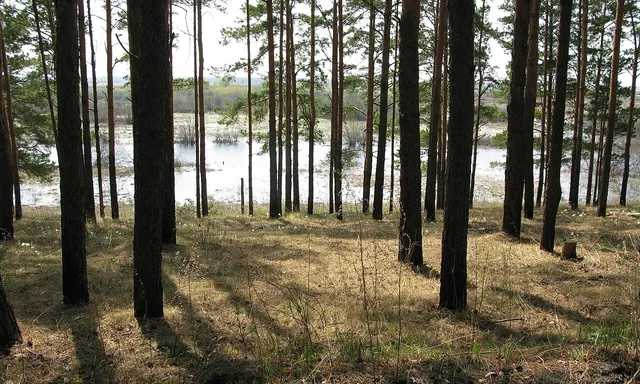 Kudryashovskiy bor