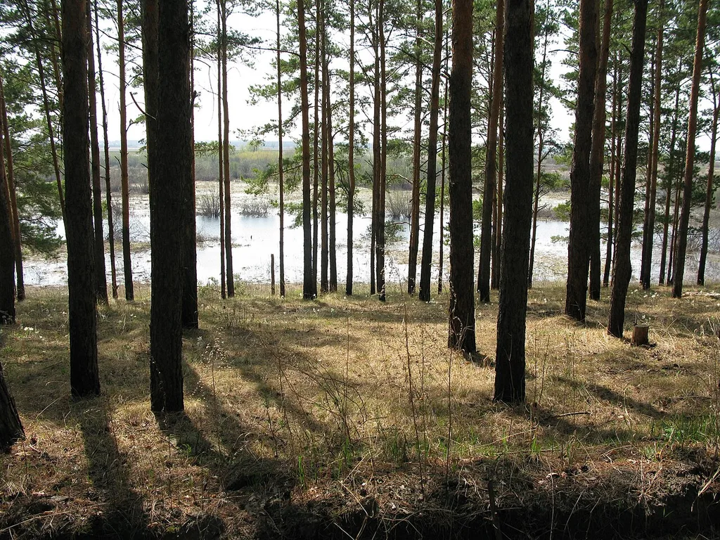Kudryashovskiy bor