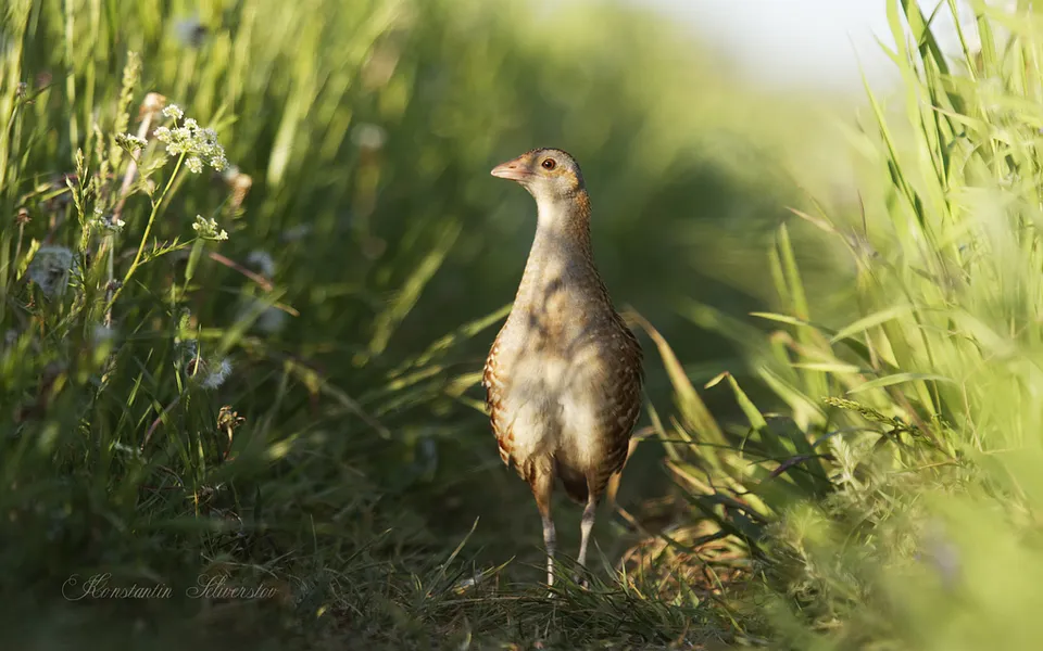 Corn Crake (Crex crex) — photo 1 of 5