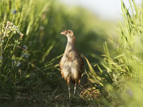 Corn Crake