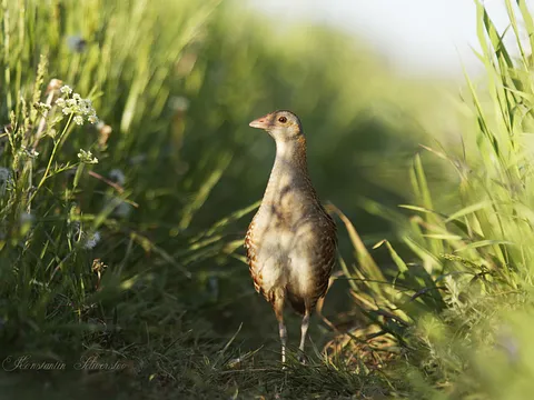 Коростель