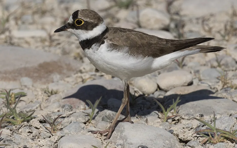 Little Ringed Plover (Thinornis dubius) — photo 3 of 3