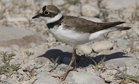Little Ringed Plover (Thinornis dubius) — photo 3 of 3