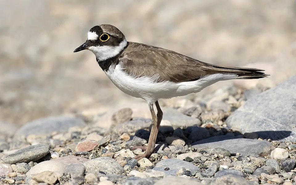 Little Ringed Plover (Thinornis dubius) — photo 1 of 3