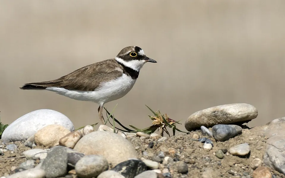 Little Ringed Plover (Thinornis dubius) — photo 2 of 3