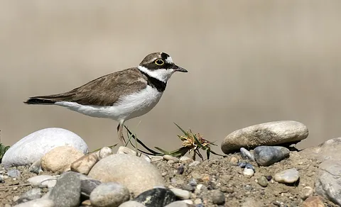 Little Ringed Plover (Thinornis dubius) — photo 2 of 3