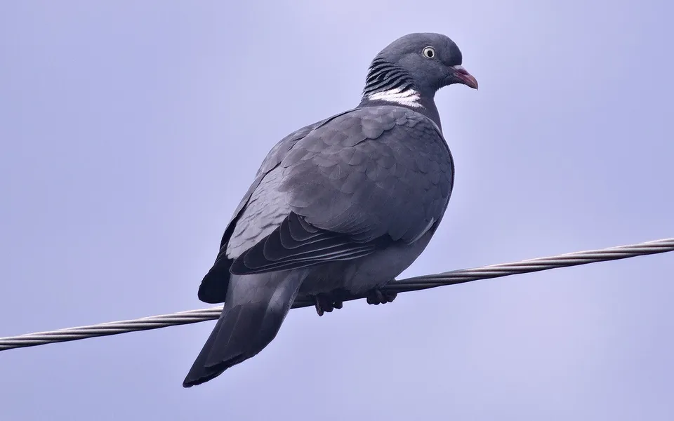 Common Wood-Pigeon (Columba palumbus) — photo 3 of 4