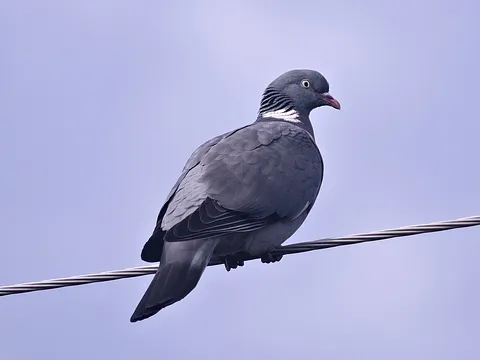 Вяхирь