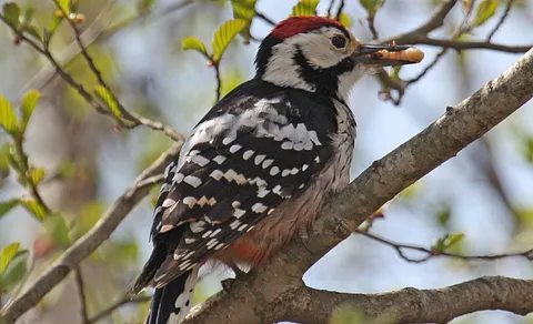 White-backed Woodpecker (Dendrocopos leucotos) — photo 2 of 6