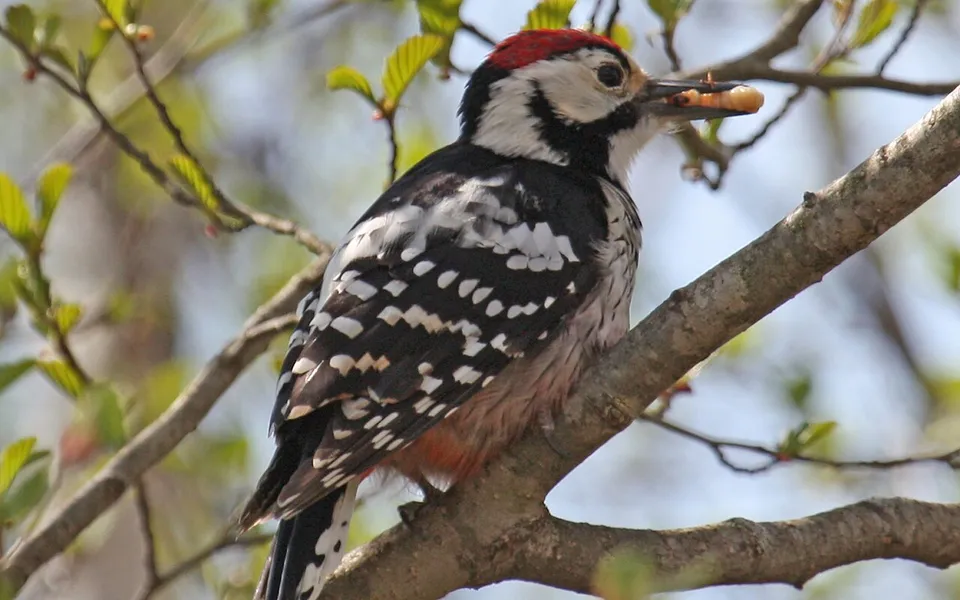 White-backed Woodpecker (Dendrocopos leucotos) — photo 2 of 6