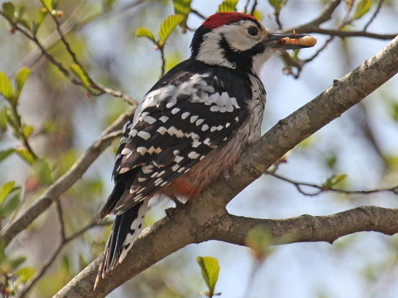 White-backed Woodpecker (Dendrocopos leucotos) — photo 2 of 6