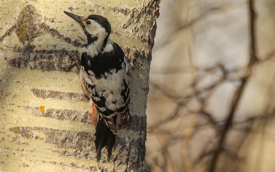 White-backed Woodpecker (Dendrocopos leucotos) — photo 5 of 6