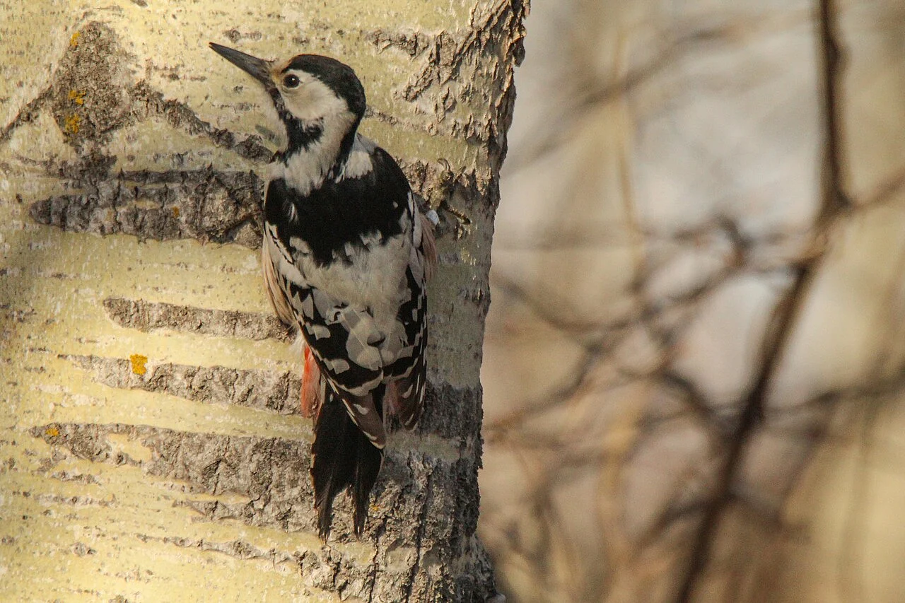 White-backed Woodpecker (Dendrocopos leucotos) — photo 5 of 6