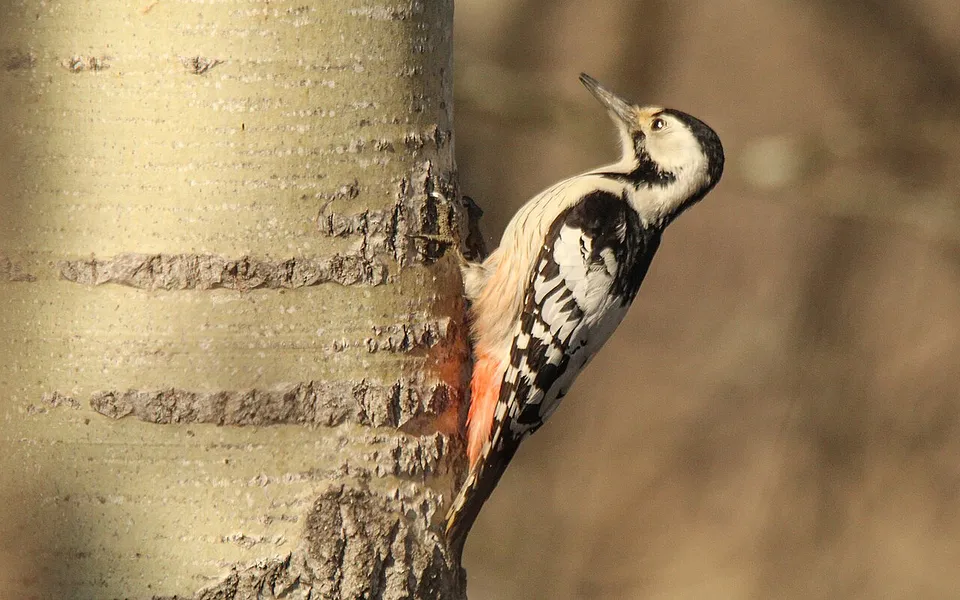 White-backed Woodpecker (Dendrocopos leucotos) — photo 1 of 6