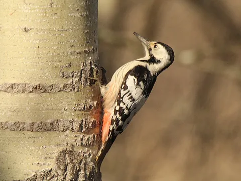 White-backed Woodpecker