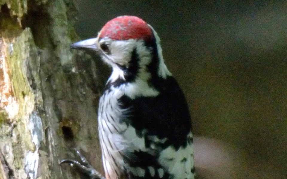 White-backed Woodpecker (Dendrocopos leucotos) — photo 6 of 6